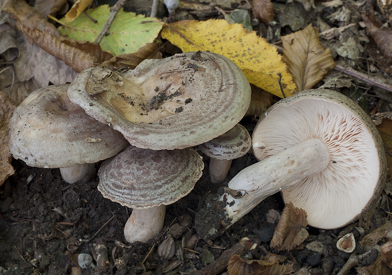 Lactarius luridus